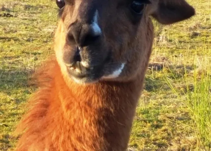 La Borieta Σπίτι διακοπών