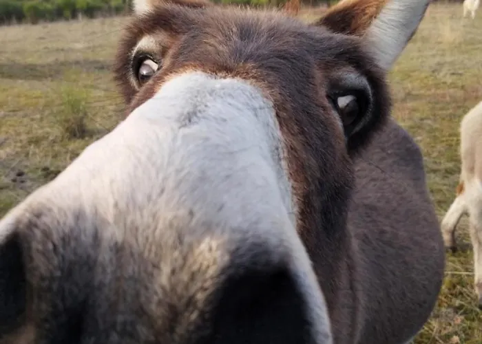 Σπίτι διακοπών La Borieta Labastide-de-Penne