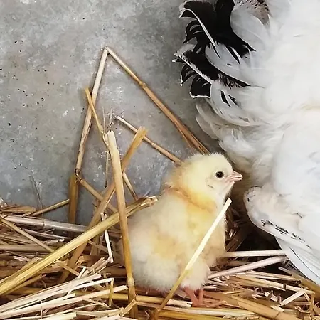 La Borieta Parque de Campismo