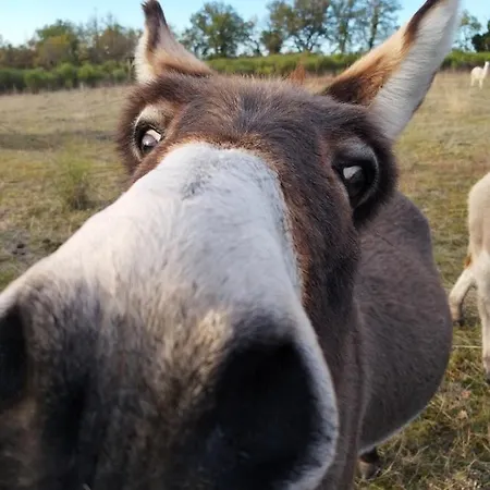 La Borieta * Labastide-de-Penne