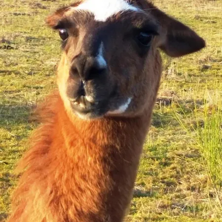 La Borieta Tatil Evi