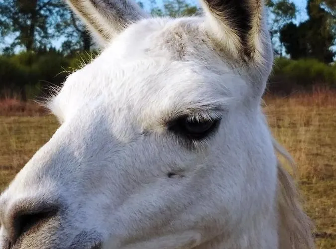 La Borieta * Labastide-de-Penne
