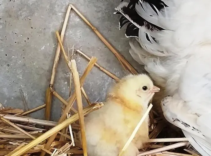 La Borieta Σπίτι διακοπών