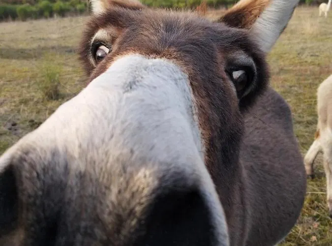 La Borieta * Labastide-de-Penne