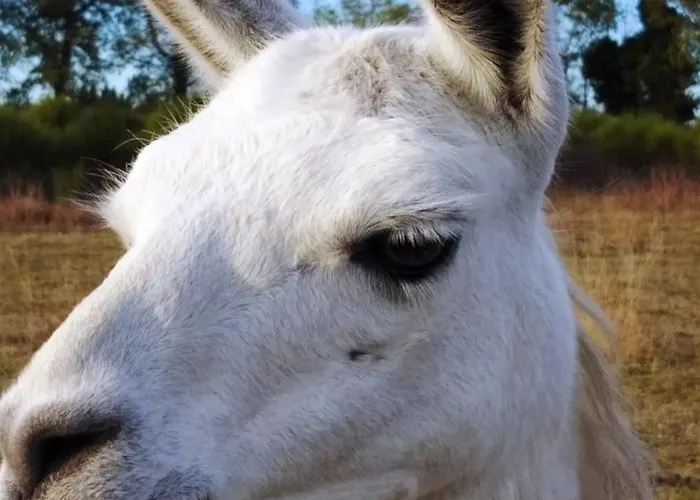 Tatil Evi La Borieta